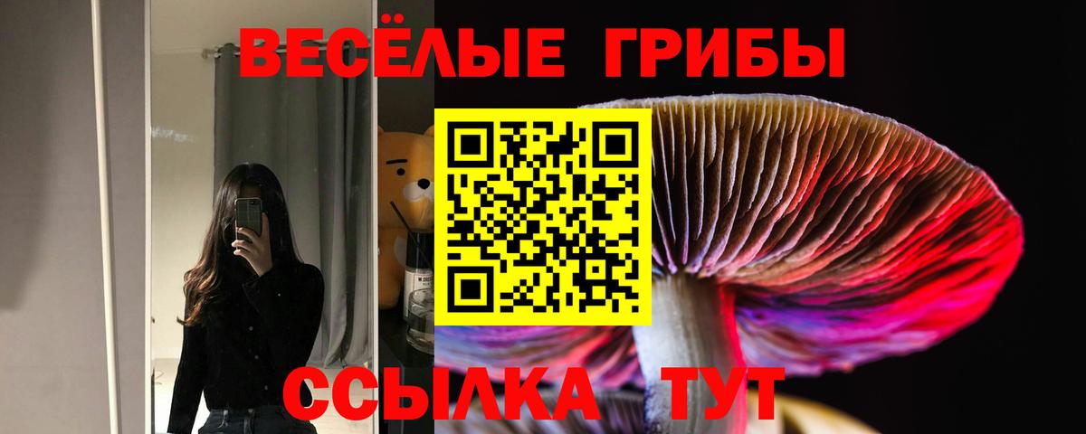 Псилоцибиновые грибы Psilocybe Брянск